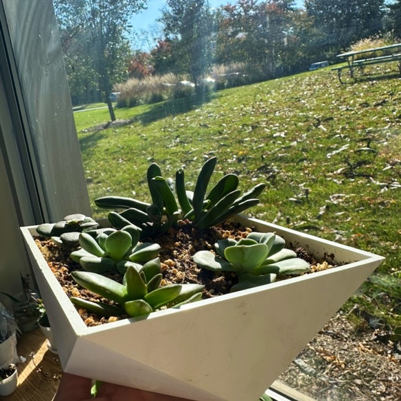 Geometric Succulent Arrangement - Picture 3 of 4